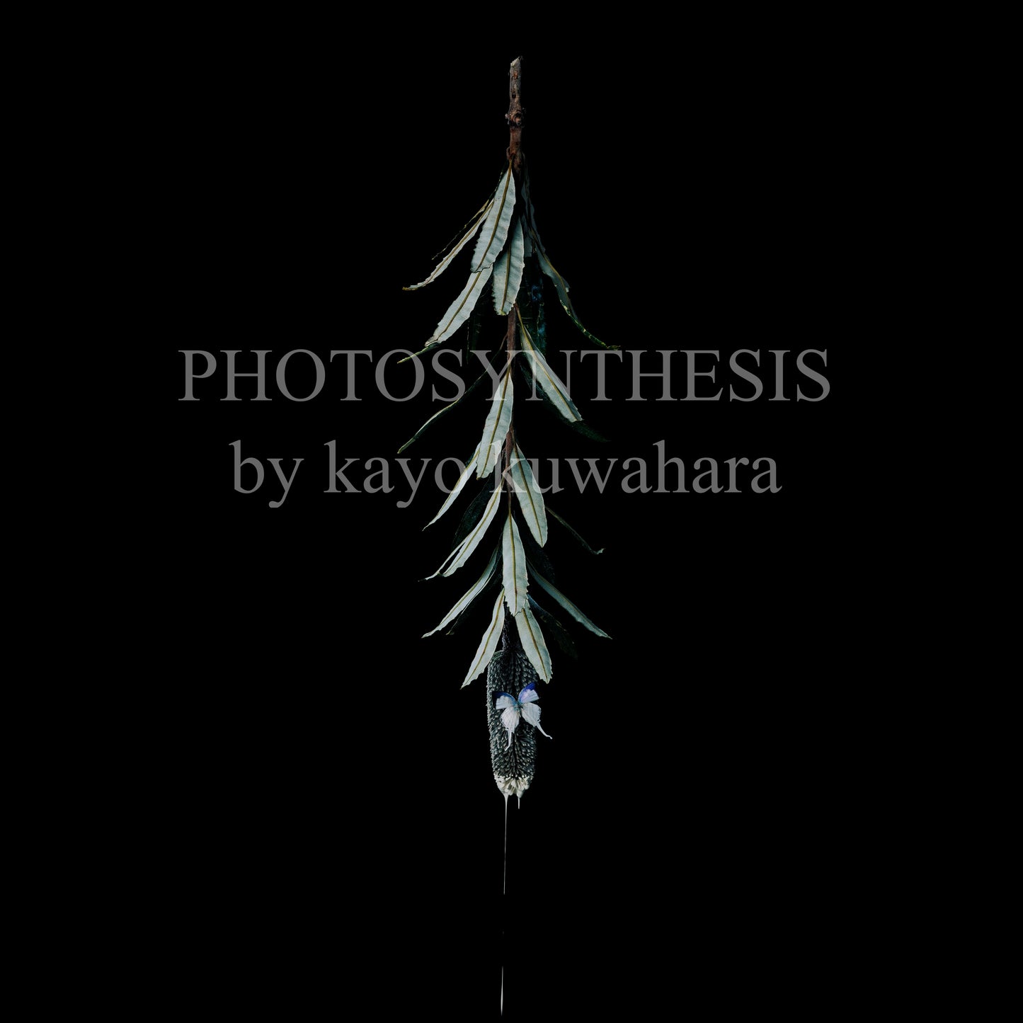 Kayo Kuwahara Art10 "ブラジオカルパ、シジミチョウの一種"