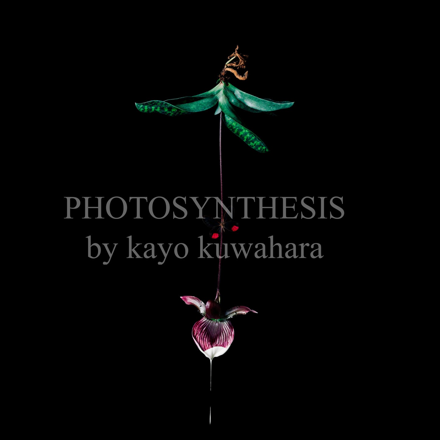 Kayo Kuwahara Art2 "パフィオペディルム、ピリトサススカシジェノメ"