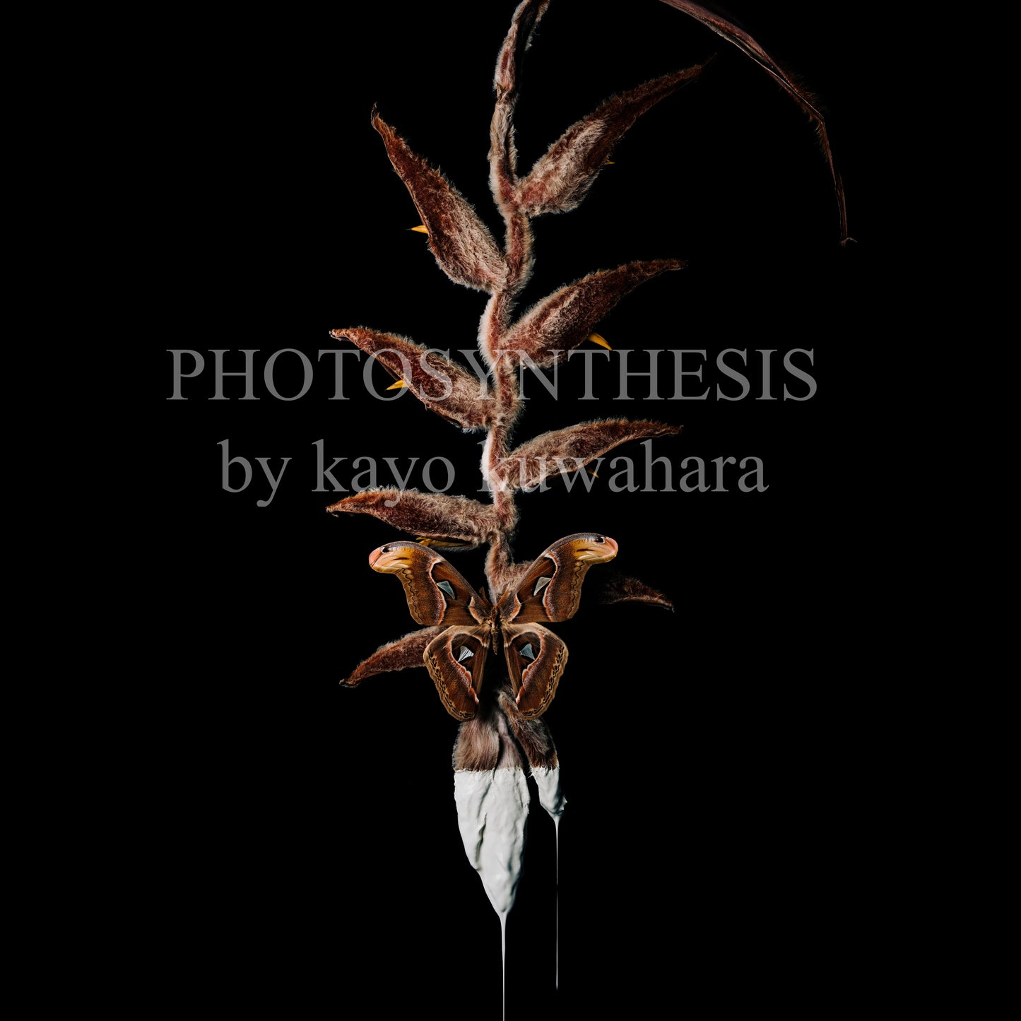 Kayo Kuwahara Art13 "ヘリコニア、ヨナグニサン ♂"
