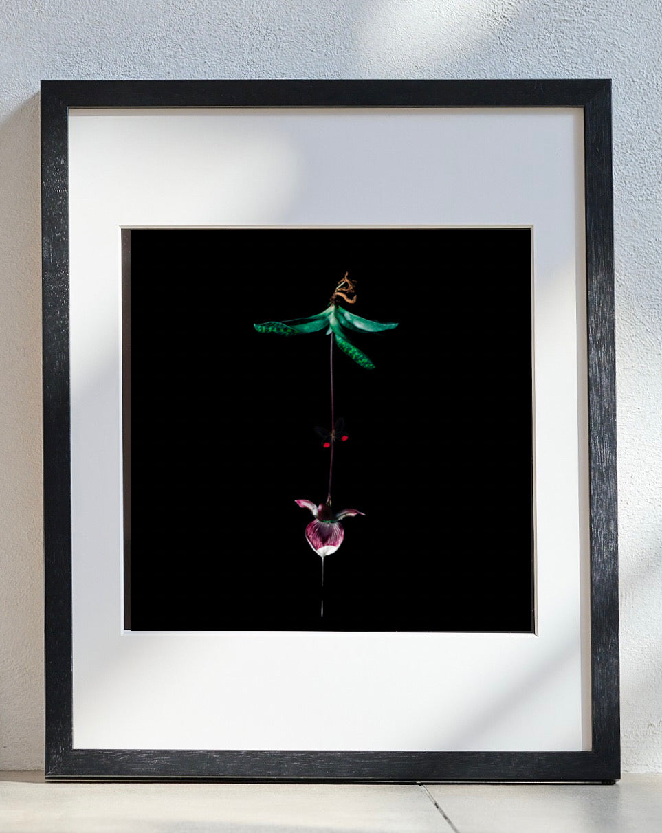 Kayo Kuwahara Art2 "パフィオペディルム、ピリトサススカシジェノメ"