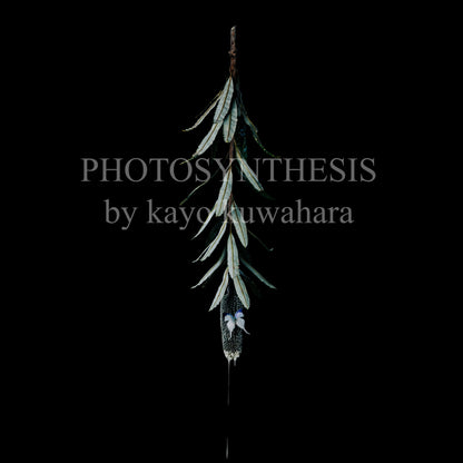 Kayo Kuwahara Art10 "ブラジオカルパ、シジミチョウの一種"