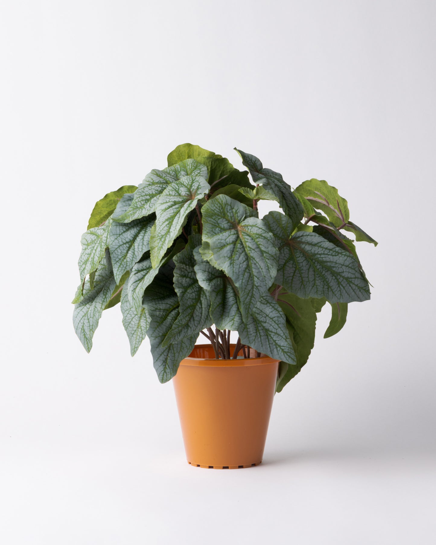 DOMANI HANOI 17 Green Set［シルバーヒュー］