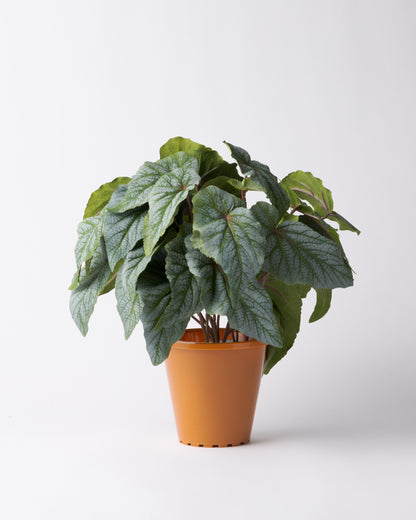 DOMANI HANOI 17 Green Set［シルバーヒュー］