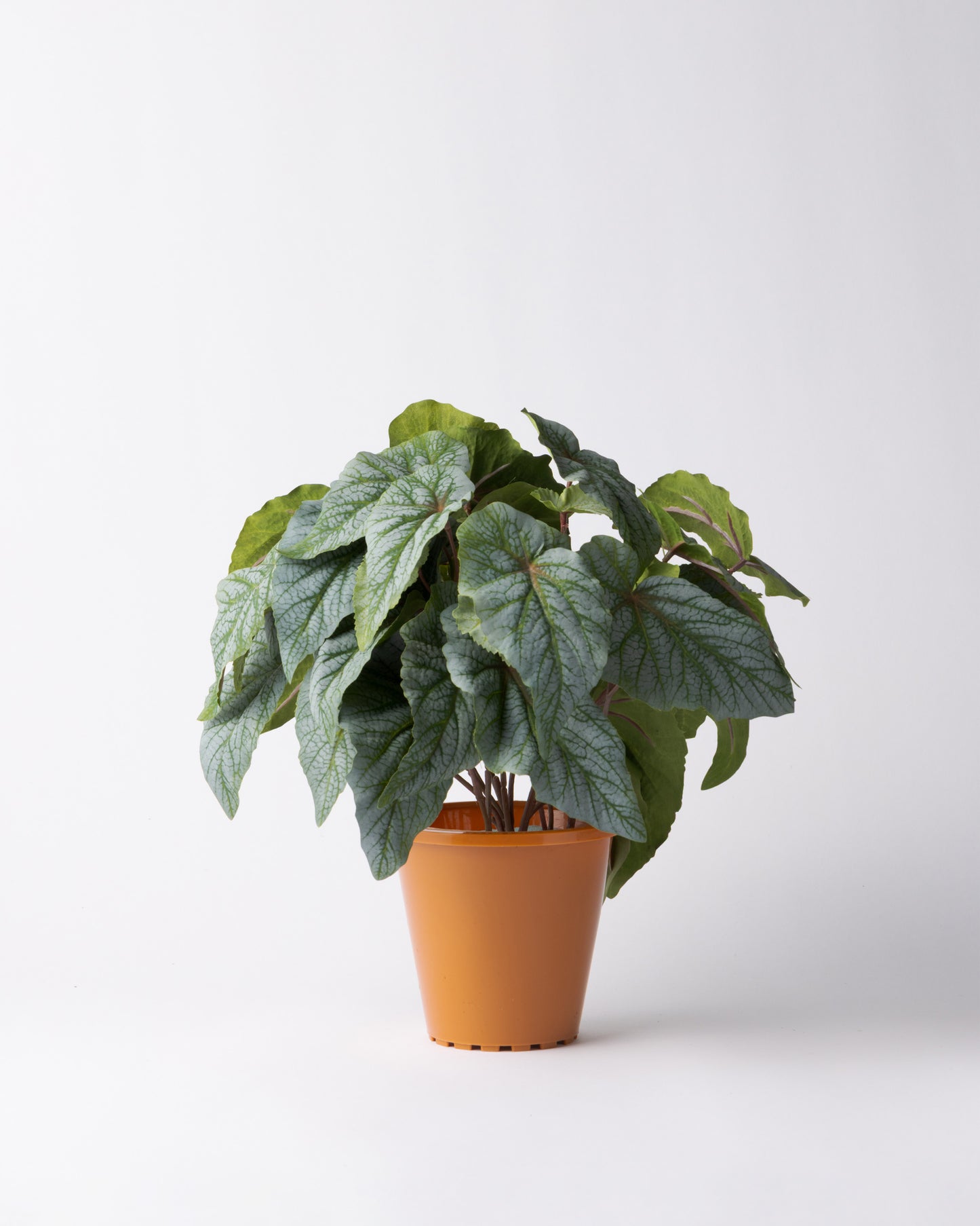 DOMANI MINSK 16 Green Set［シルバーヒュー］