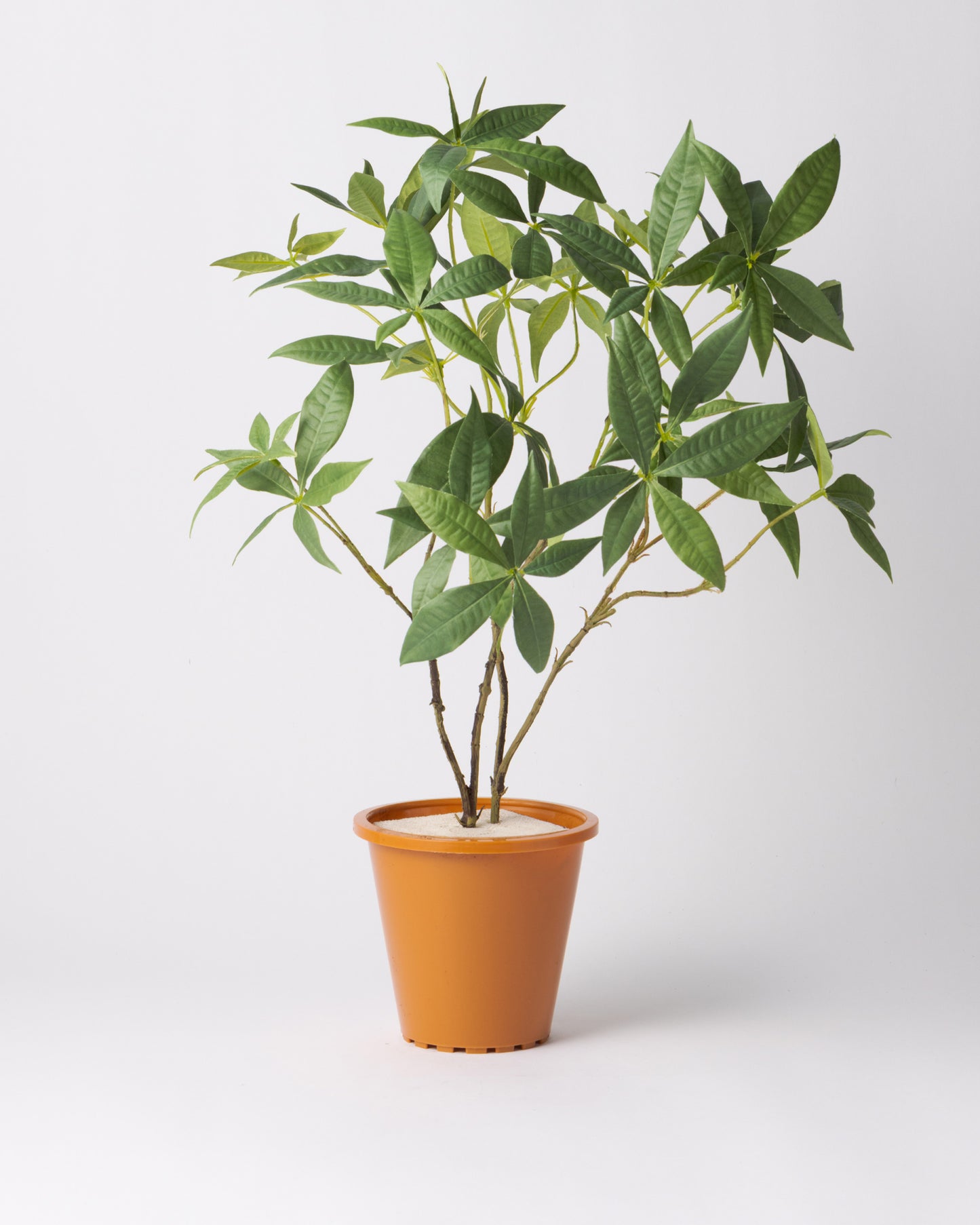 DOMANI HANOI 17 Green Set［パキラ］