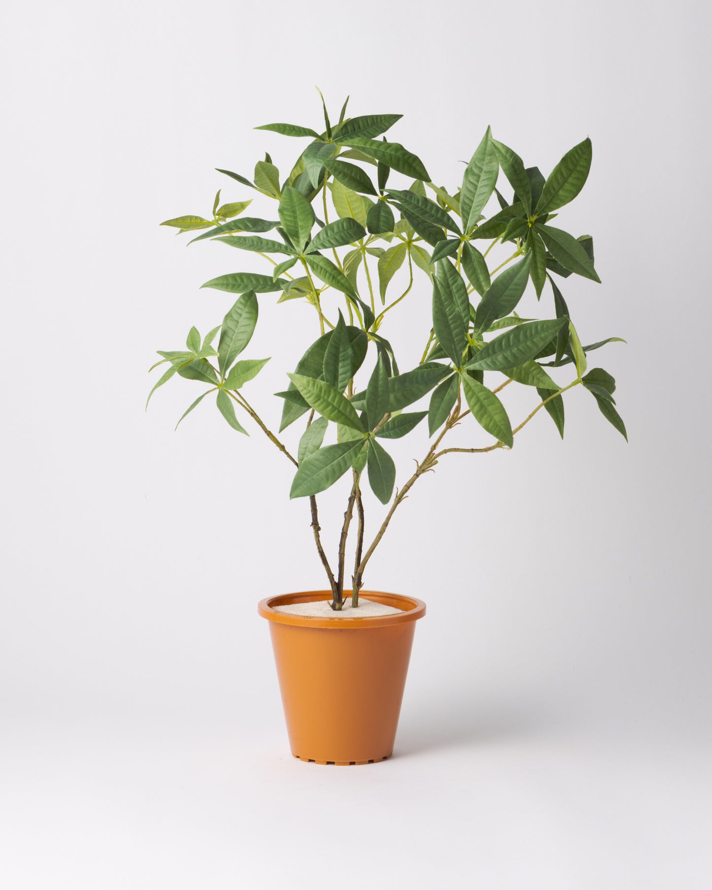 DOMANI MINSK 16 Green Set［パキラ］