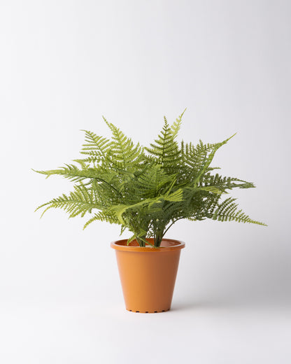 DOMANI MINSK 16 Green Set［アスパラガスファーンブッシュ］