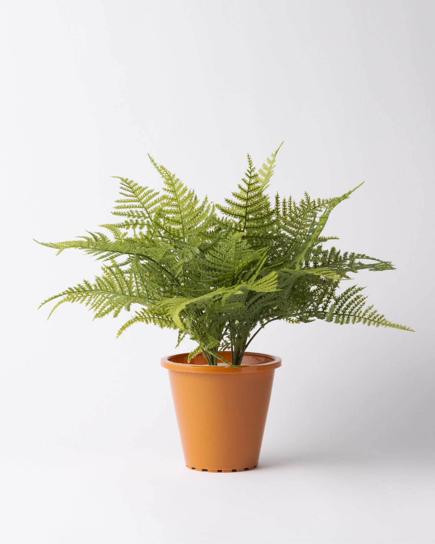 DOMANI HANOI 17 Green Set［アスパラガスファーンブッシュ］