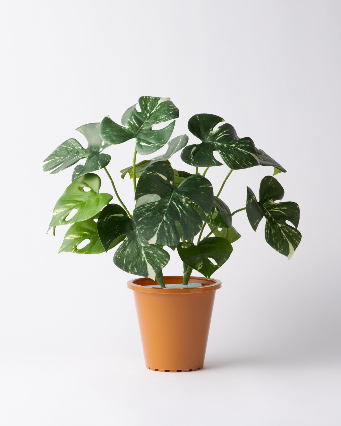 DOMANI HANOI 17 Green Set［モンステラブッシュ］