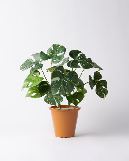 DOMANI MINSK 16 Green Set［モンステラブッシュ］