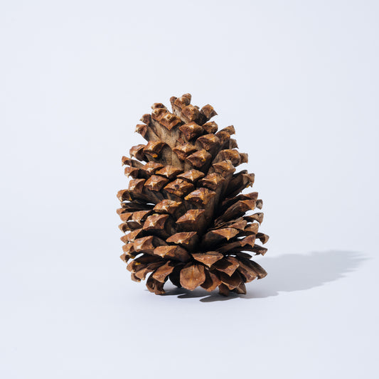 Pine cone A パインコーン