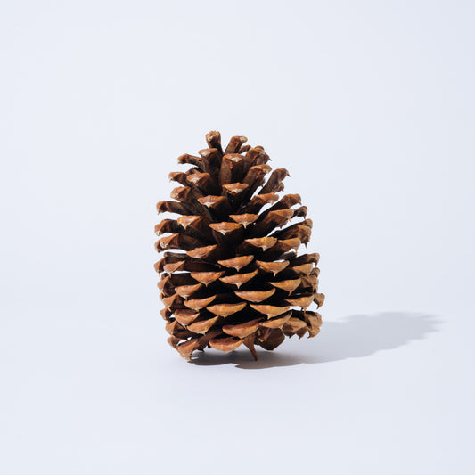 Pine cone B パインコーン