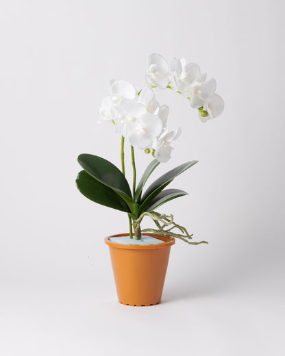 DOMANI HANOI 17 Green Set［オーキッドリーフ、コチョウラン］