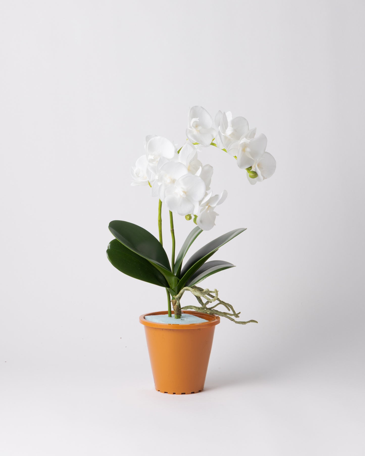 DOMANI MINSK 16 Green Set［オーキッドリーフ、コチョウラン］