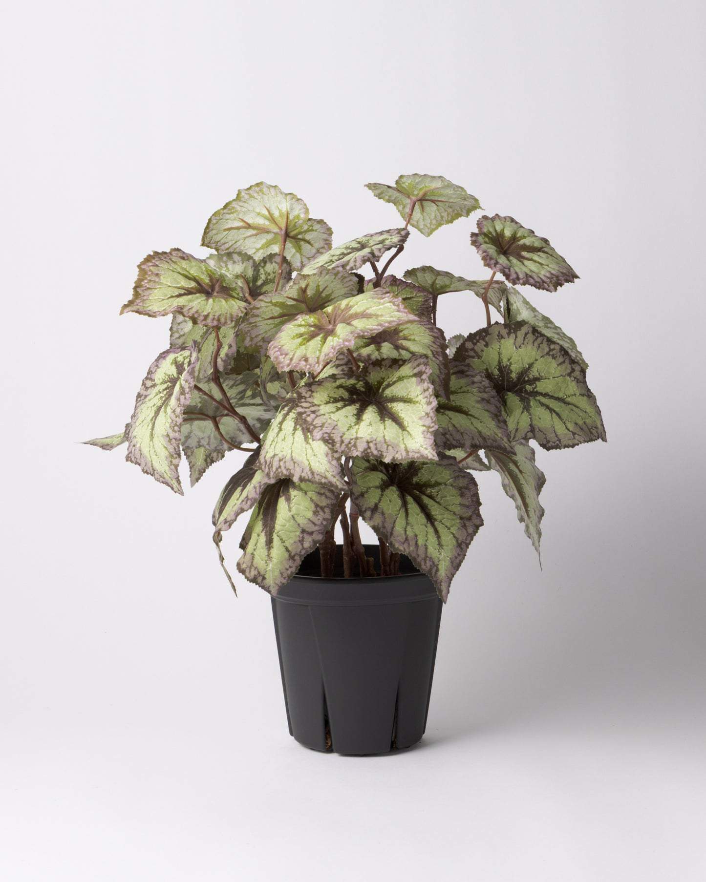 DOMANI MINSK 20 Green Set［レックスベゴニアリーフスプレー］