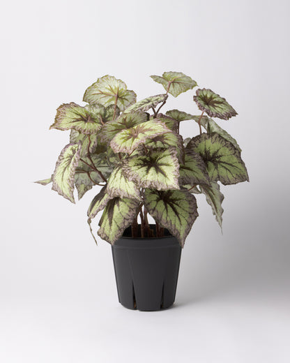 DOMANI MINSK 20 Green Set［レックスベゴニアリーフスプレー］