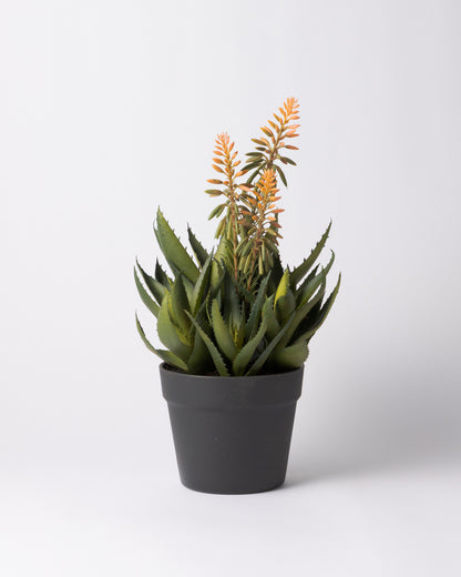 DOMANI MINSK 20 Green Set［アロエピンク花］