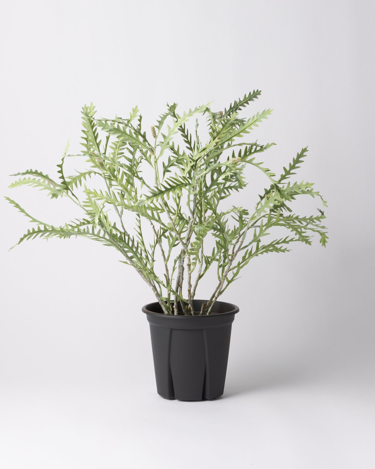 DOMANI MINSK 20 Green Set［グレビレアステム］