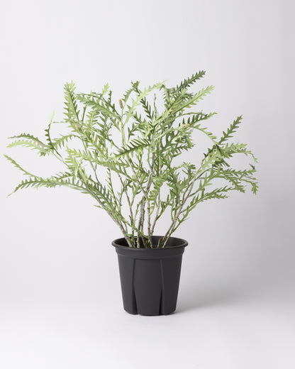 DOMANI MINSK 20 Green Set［グレビレアステム］