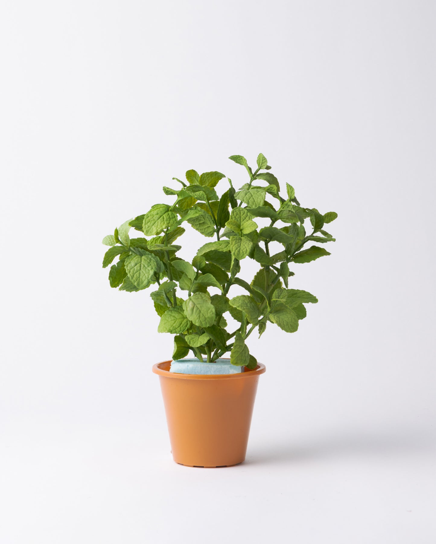 DOMANI HANOI 12 Green Set［ミントブッシュ］