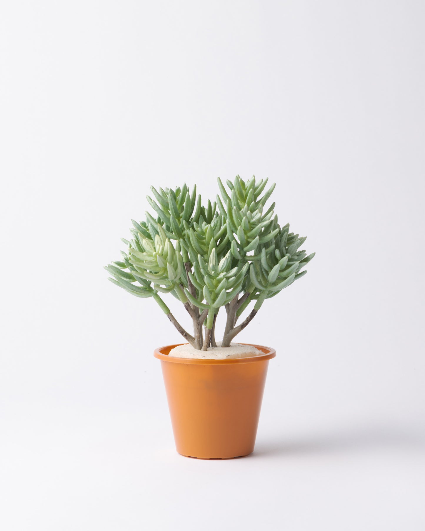 DOMANI HANOI 12 Green Set［サッカレンテ］