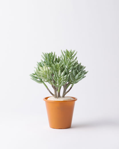 DOMANI HANOI 12 Green Set［サッカレンテ］