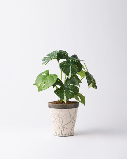 DOMANI HANOI 12 Green Set［モンステラブッシュ］