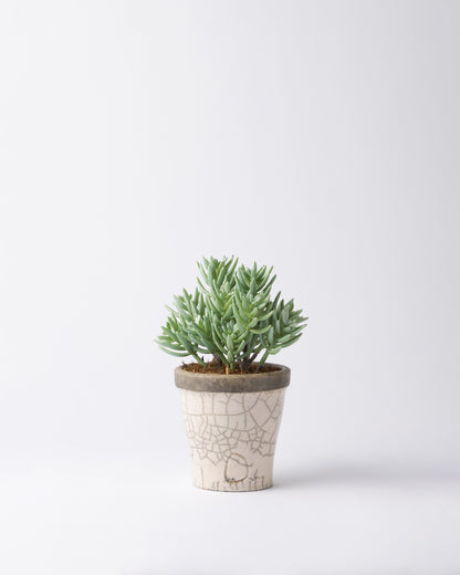 DOMANI HANOI 12 Green Set［サッカレンテ］