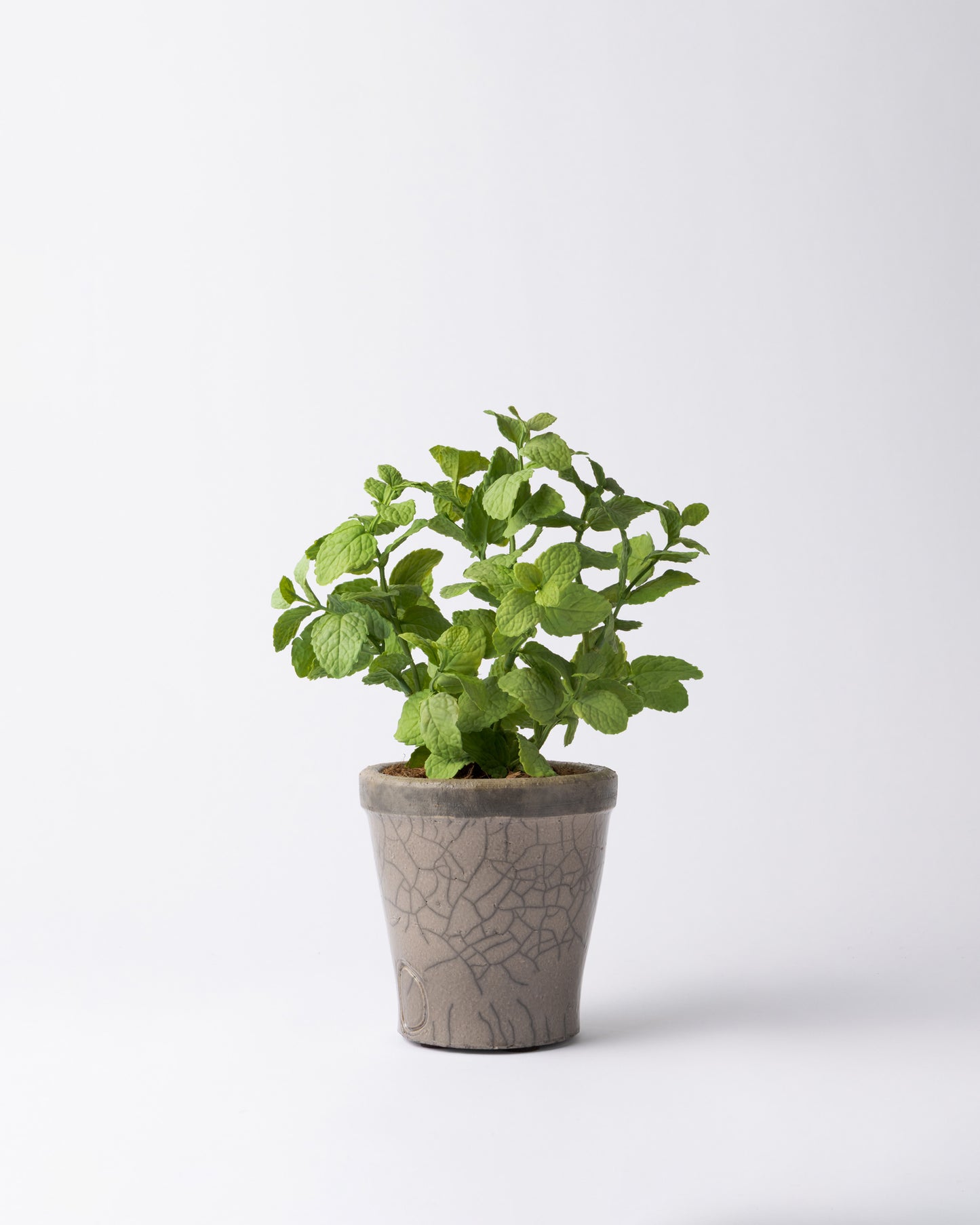 DOMANI HANOI 12 Green Set［ミントブッシュ］