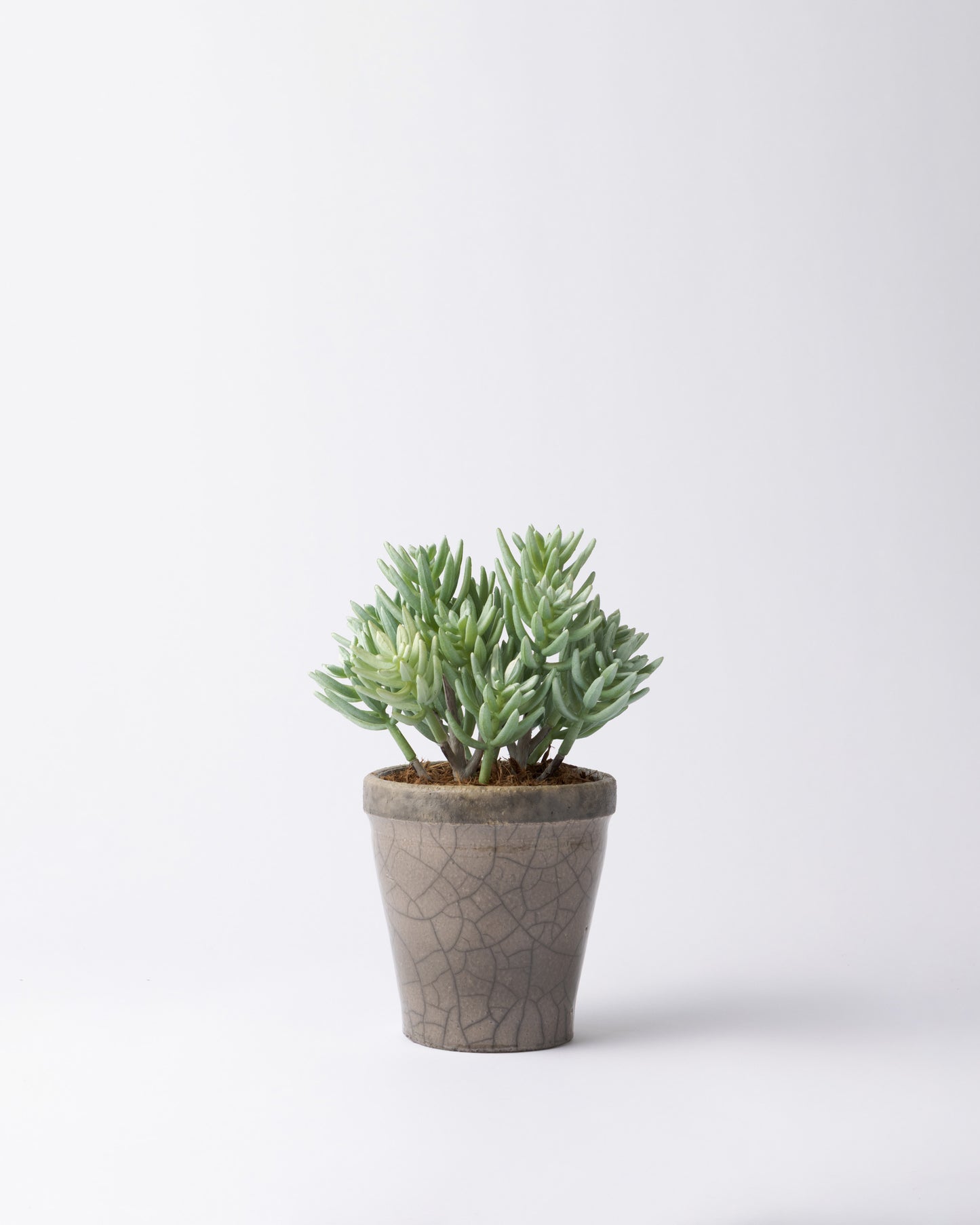 DOMANI HANOI 12 Green Set［サッカレンテ］