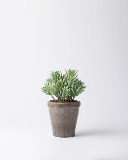 DOMANI HANOI 12 Green Set［サッカレンテ］