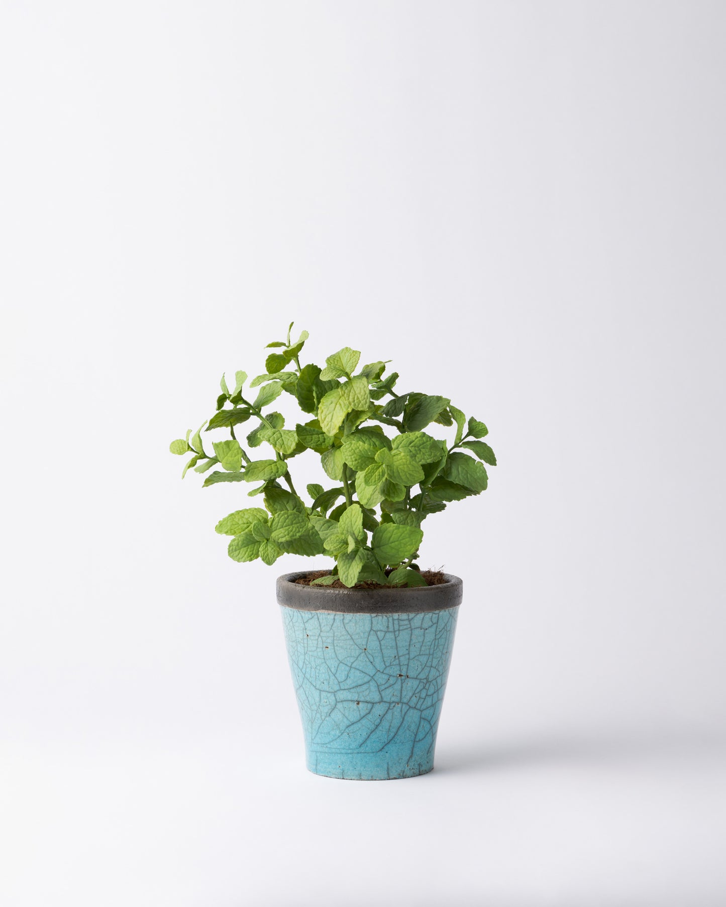 DOMANI HANOI 12 Green Set［ミントブッシュ］