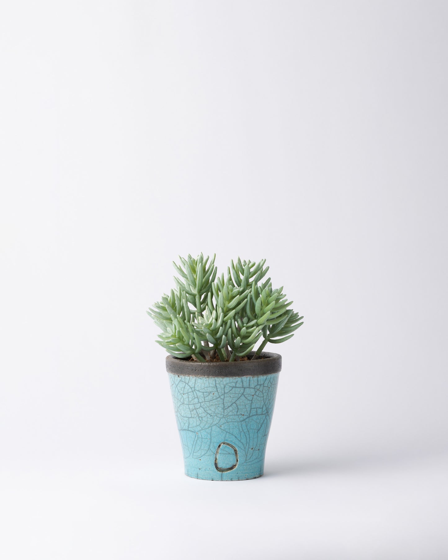 DOMANI HANOI 12 Green Set［サッカレンテ］