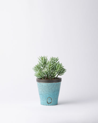 DOMANI HANOI 12 Green Set［サッカレンテ］