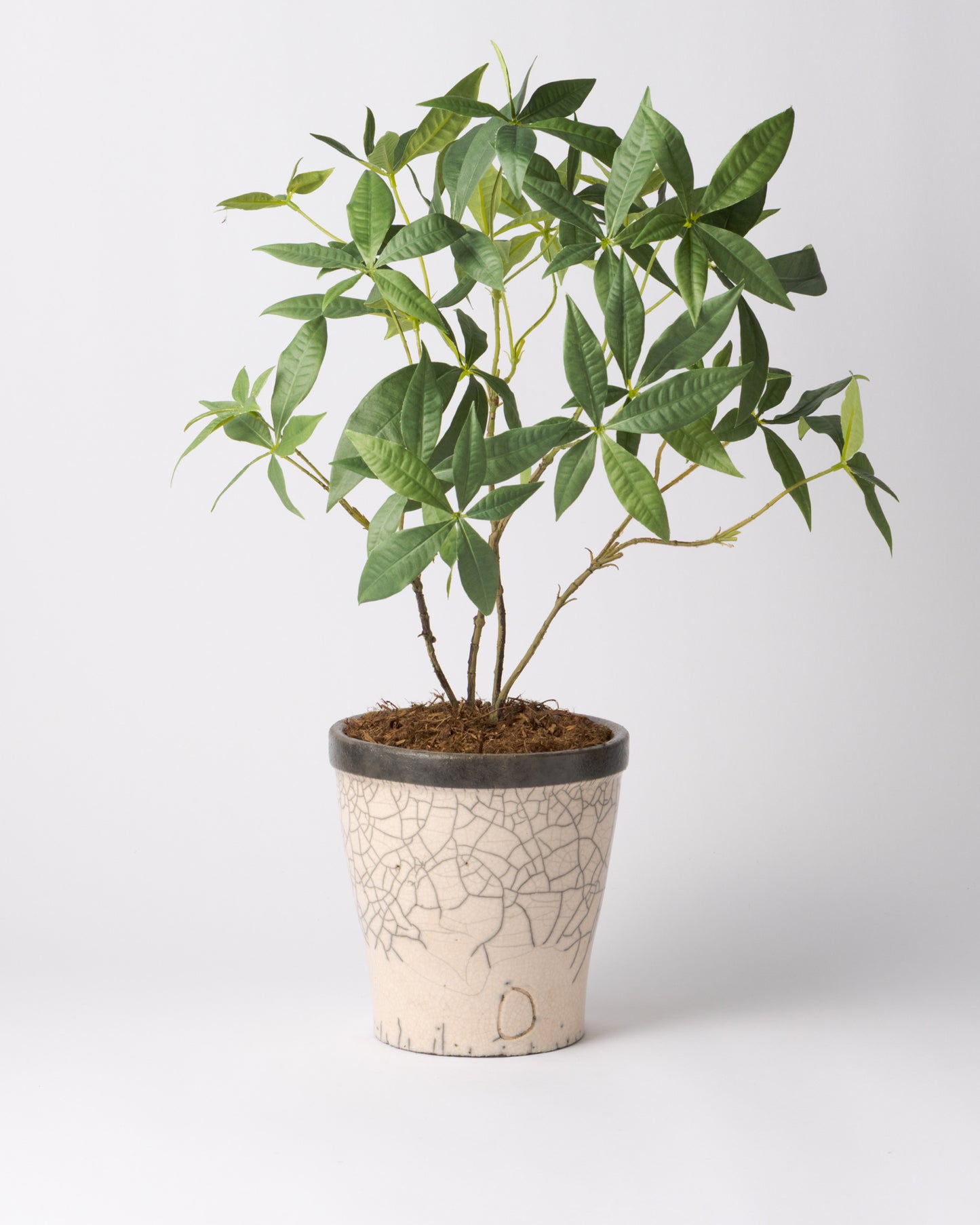 DOMANI HANOI 17 Green Set［パキラ］