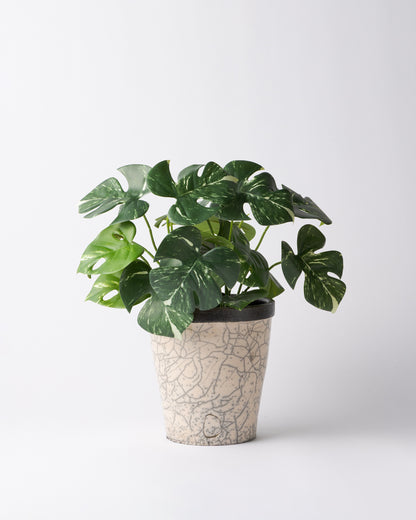 DOMANI HANOI 17 Green Set［モンステラブッシュ］