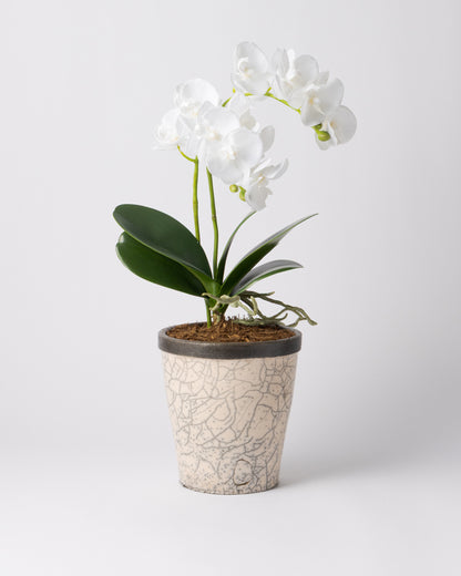 DOMANI HANOI 17 Green Set［オーキッドリーフ、コチョウラン］