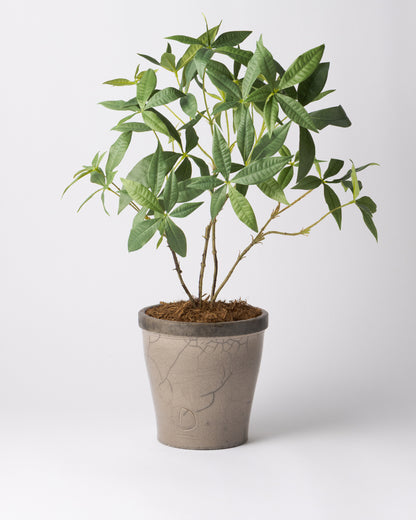 DOMANI HANOI 17 Green Set［パキラ］