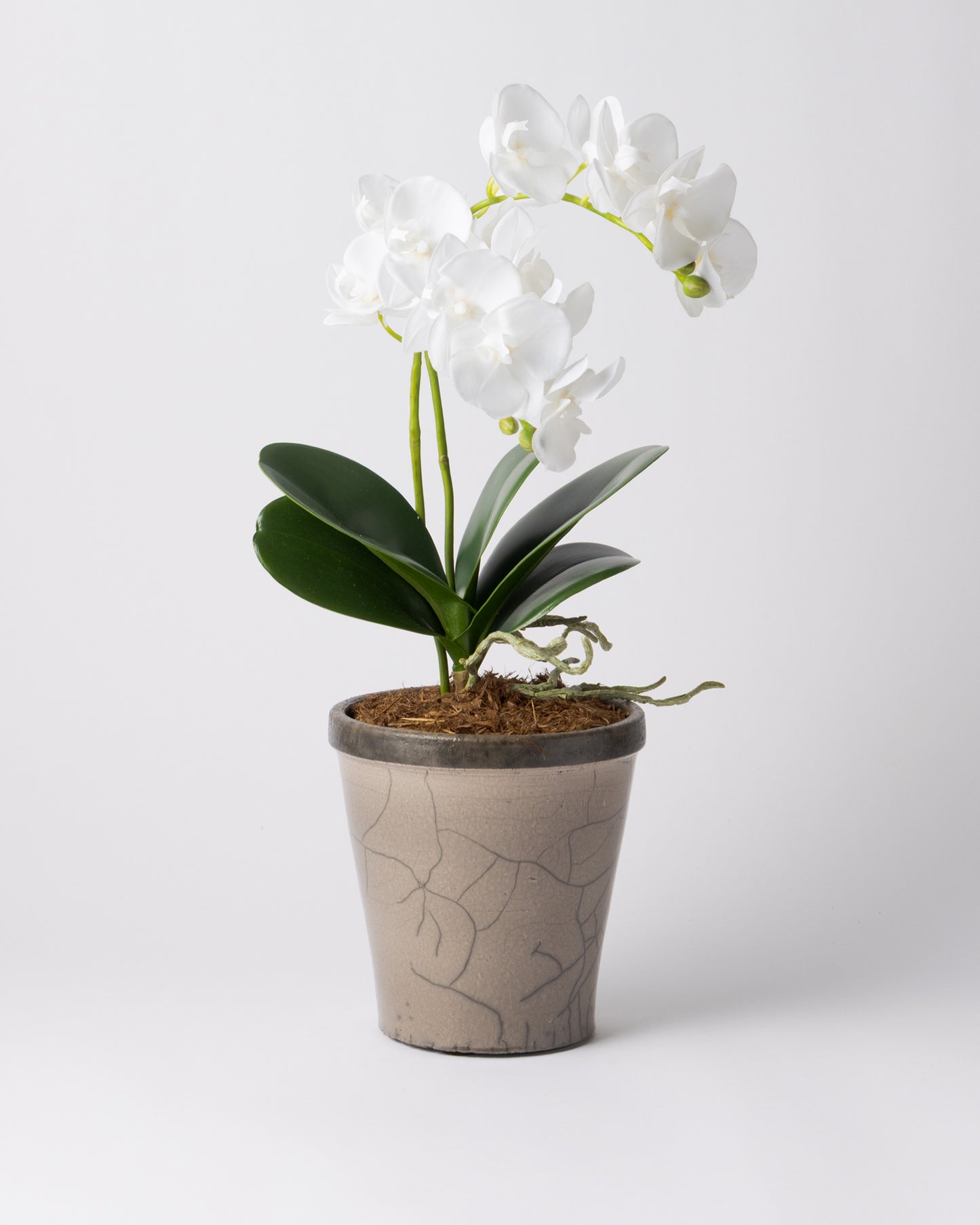 DOMANI HANOI 17 Green Set［オーキッドリーフ、コチョウラン］