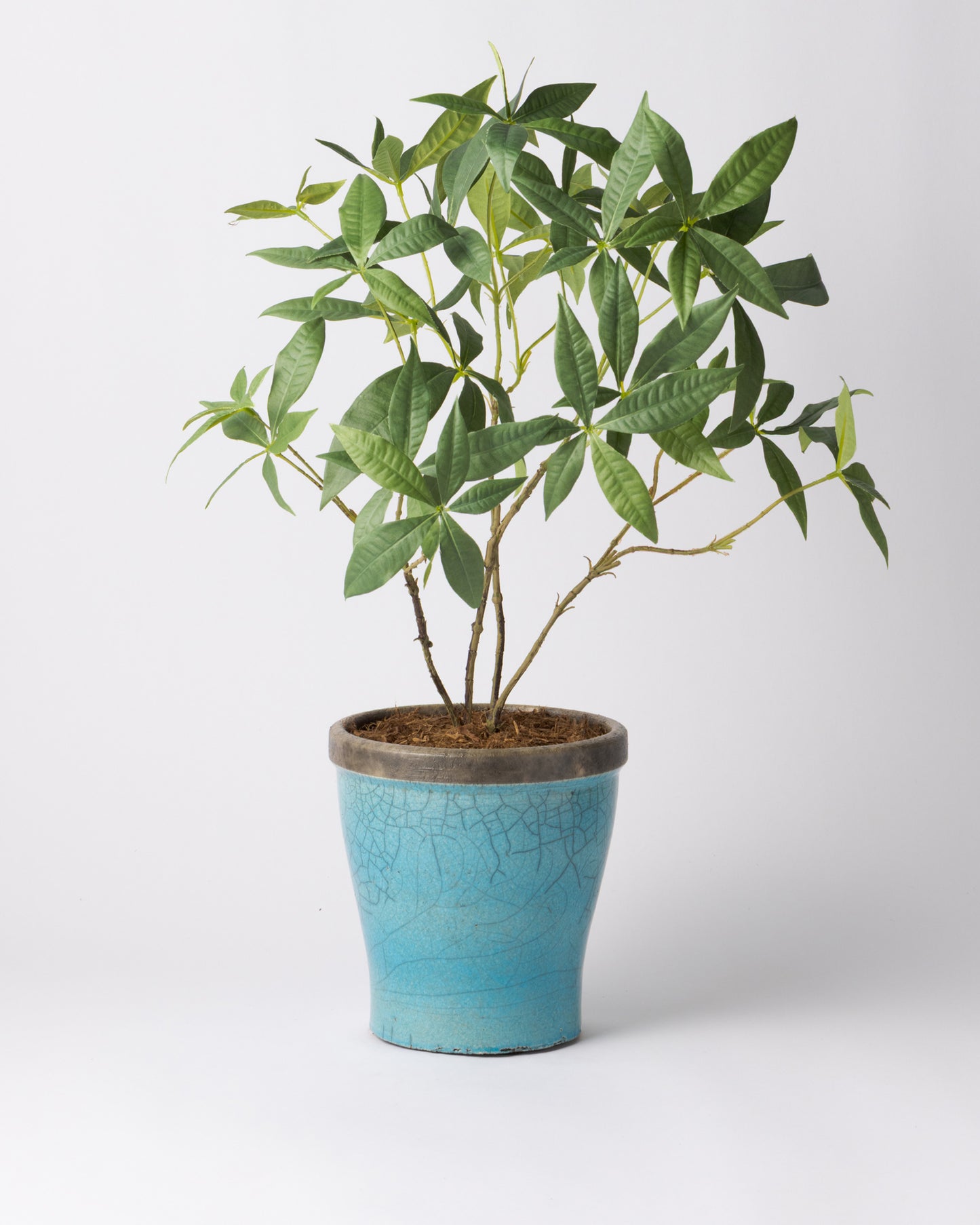 DOMANI HANOI 17 Green Set［パキラ］