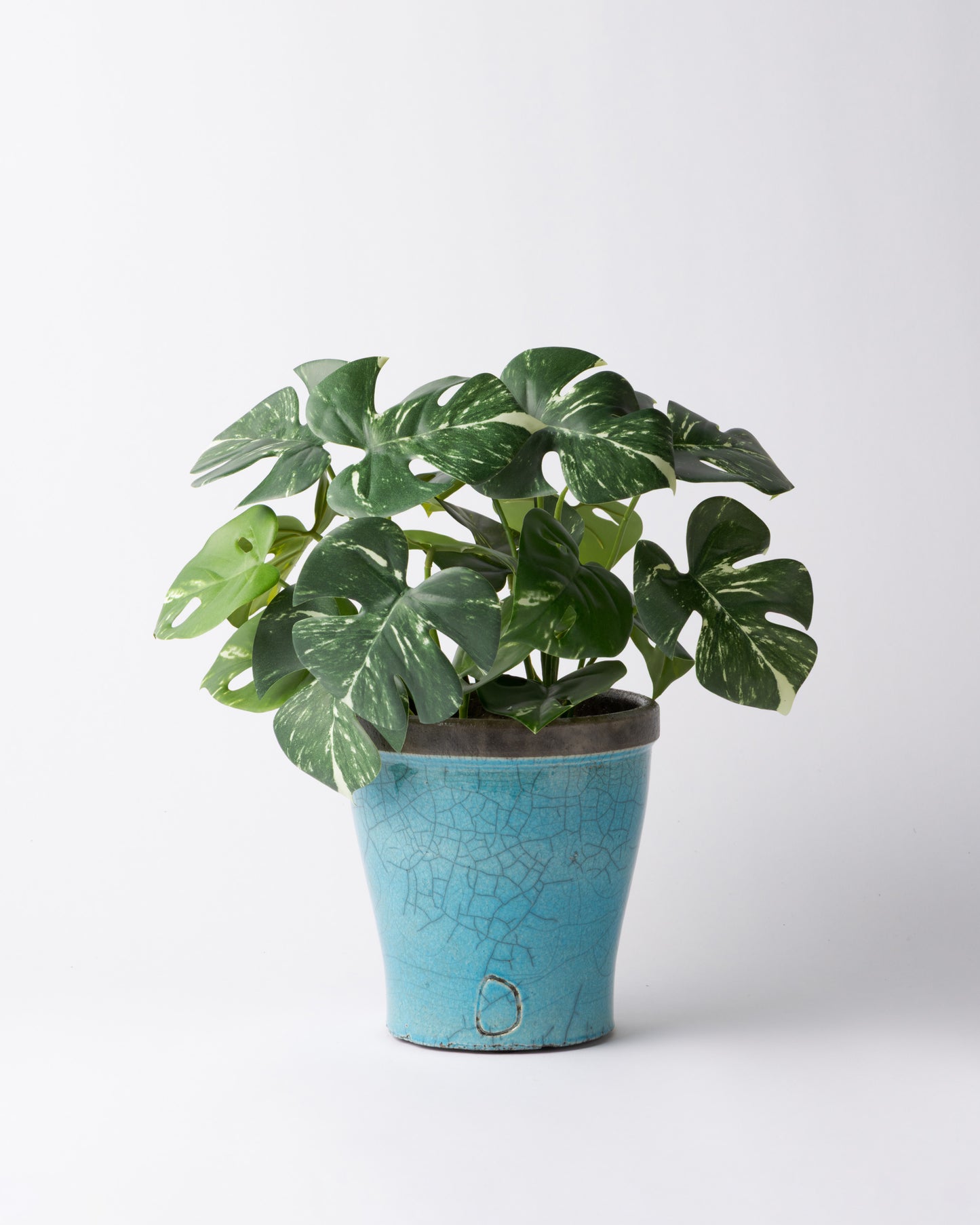 DOMANI HANOI 17 Green Set［モンステラブッシュ］