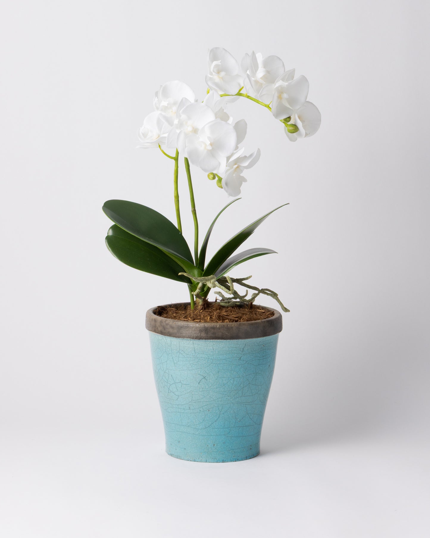 DOMANI HANOI 17 Green Set［オーキッドリーフ、コチョウラン］