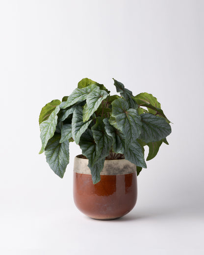 DOMANI MINSK 16 Green Set［シルバーヒュー］