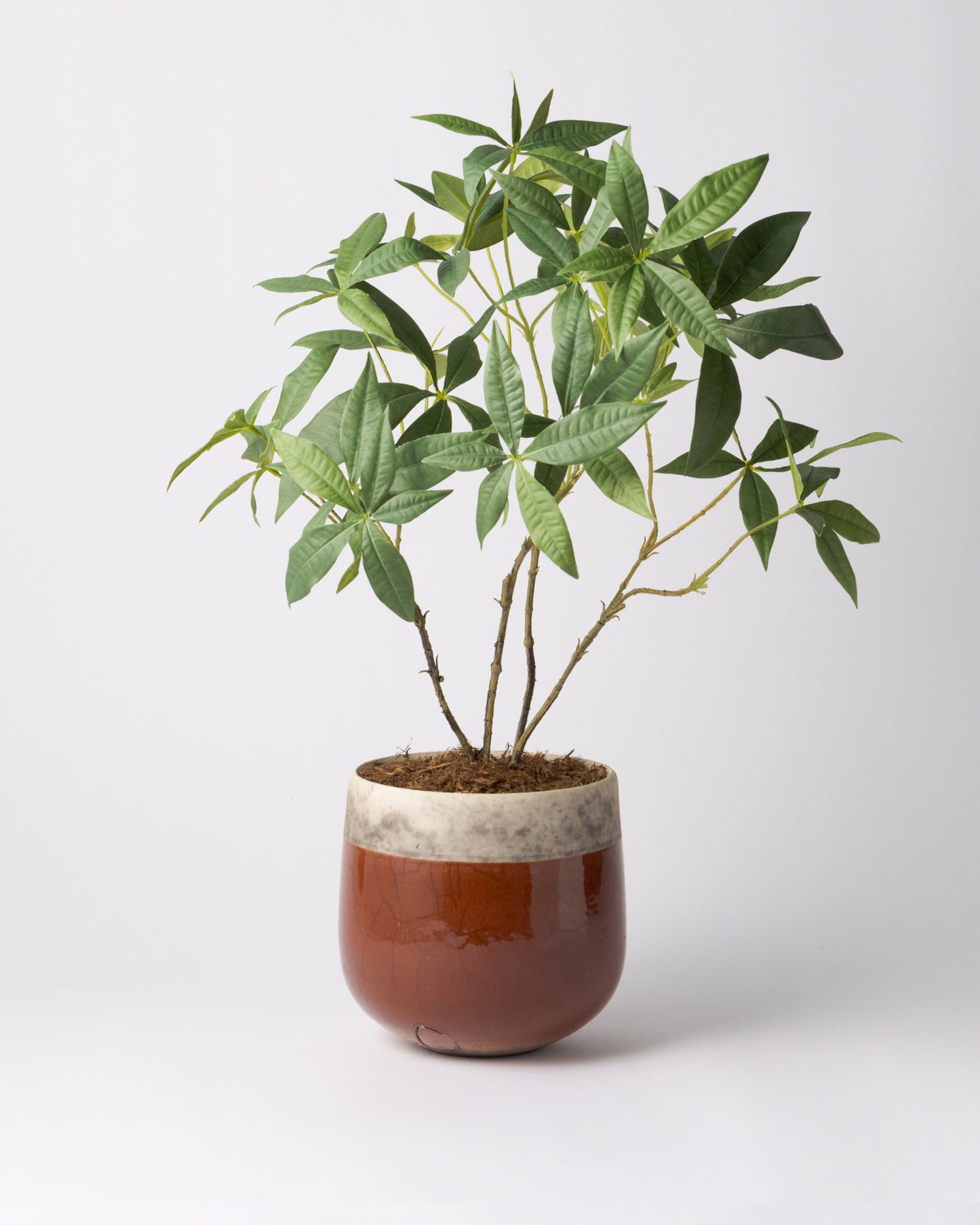 DOMANI MINSK 16 Green Set［パキラ］