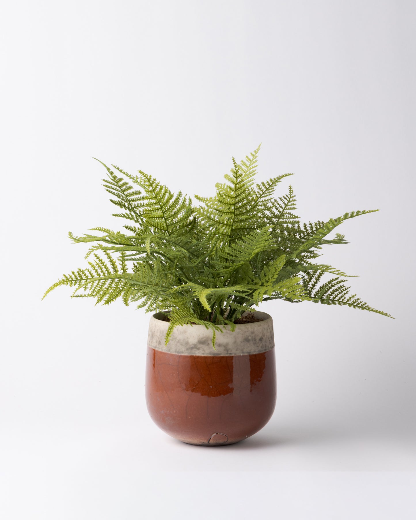 DOMANI MINSK 16 Green Set［アスパラガスファーンブッシュ］