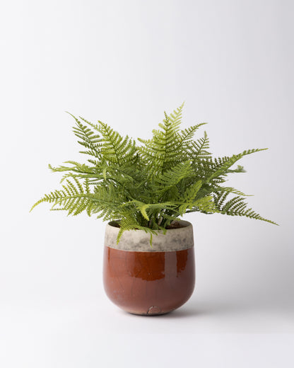 DOMANI MINSK 16 Green Set［アスパラガスファーンブッシュ］