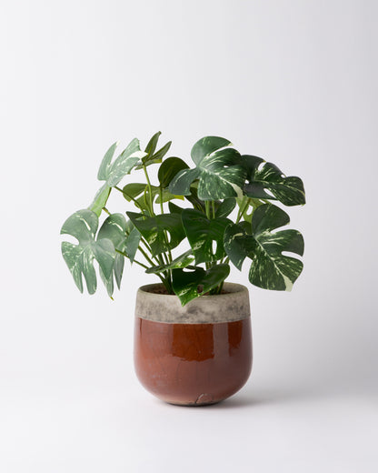 DOMANI MINSK 16 Green Set［モンステラブッシュ］