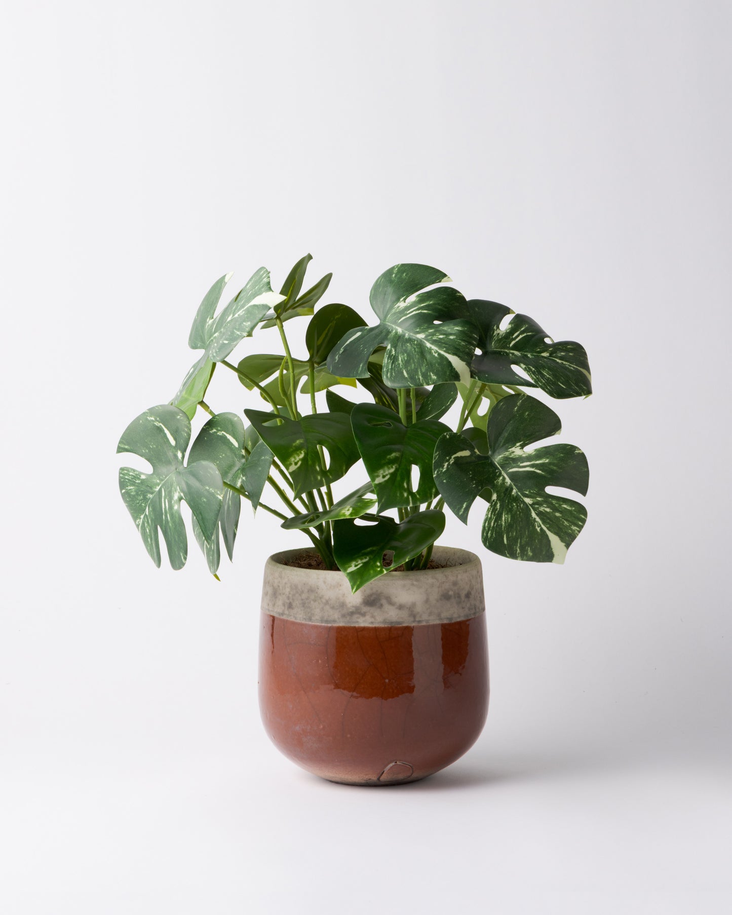 DOMANI MINSK 16 Green Set［モンステラブッシュ］