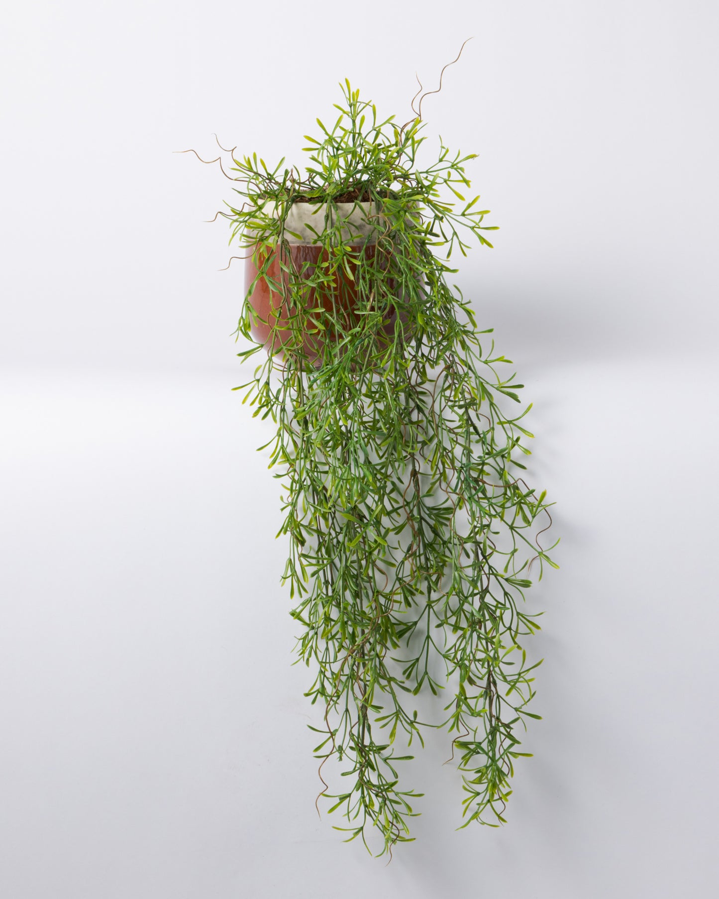 DOMANI MINSK 16 Green Set［ホヤハンギングブッシュ］