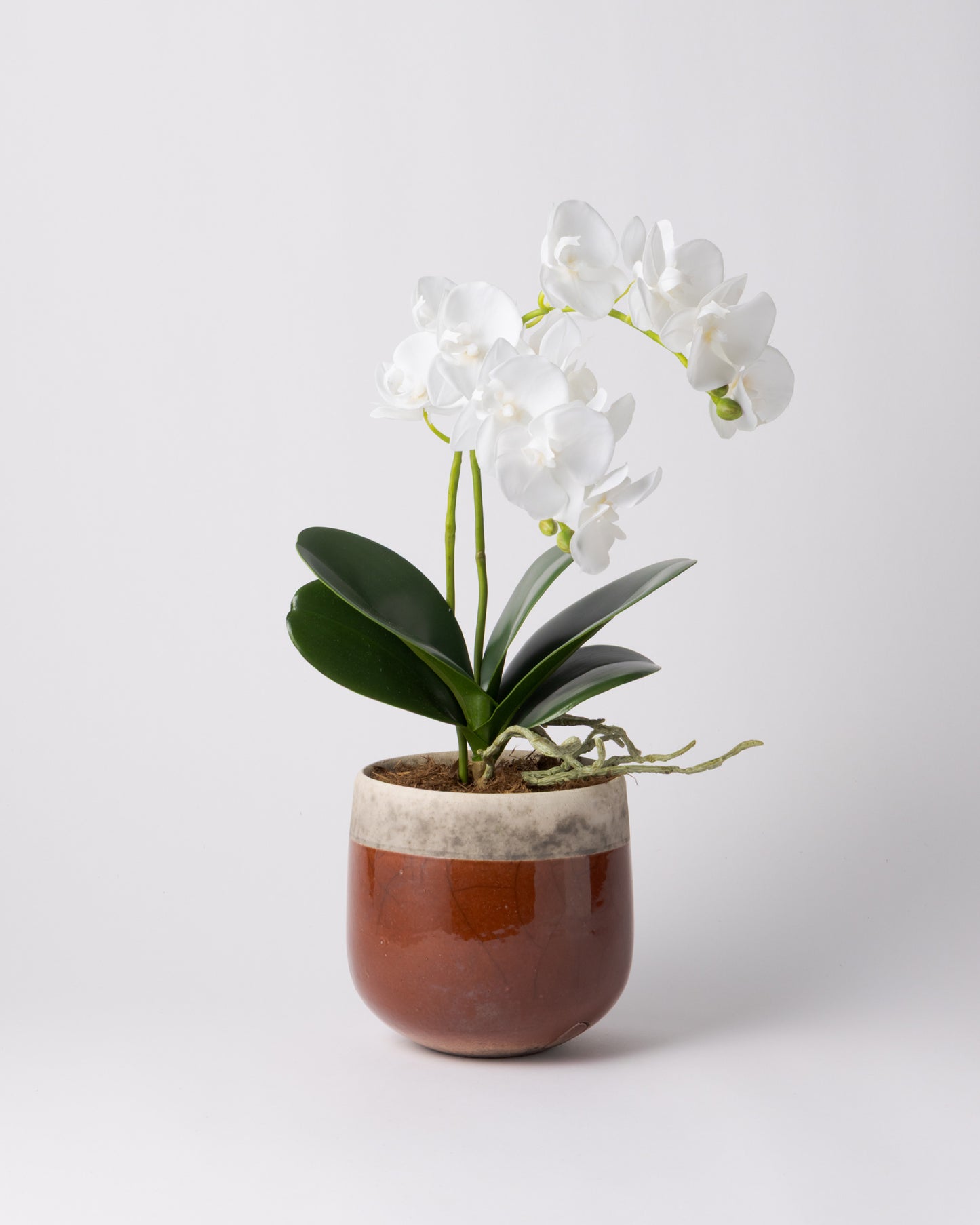 DOMANI MINSK 16 Green Set［オーキッドリーフ、コチョウラン］